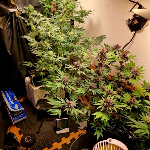  black  magic with unknown strains  growlog timeline photo