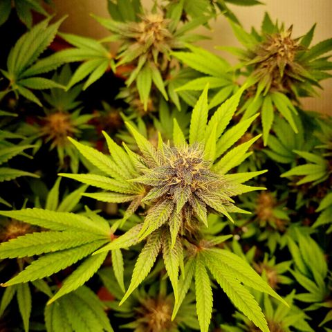  black  magic with unknown strains  growlog timeline photo