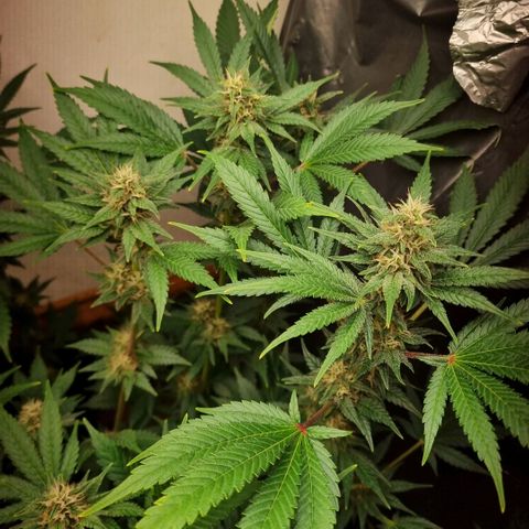  black  magic with unknown strains  growlog timeline photo