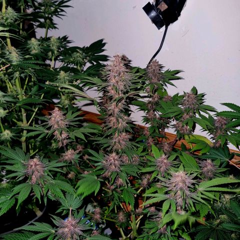  black  magic with unknown strains  growlog timeline photo