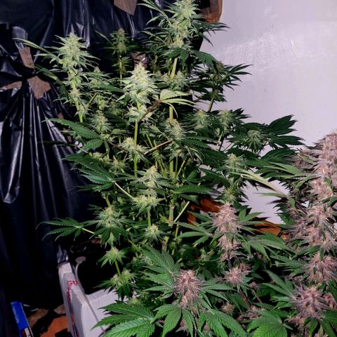  black  magic with unknown strains  growlog timeline photo