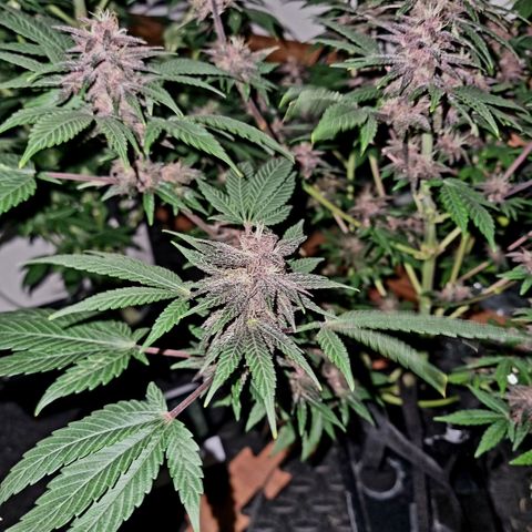  black  magic with unknown strains  growlog timeline photo