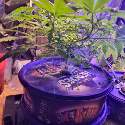 Biscotti  growlog timeline photo