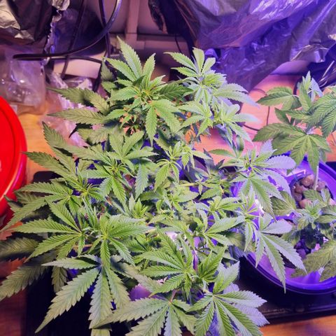 Biscotti  growlog timeline photo