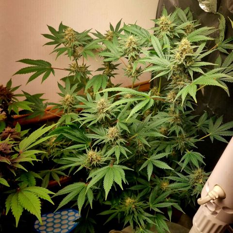  black  magic with unknown strains  growlog timeline photo