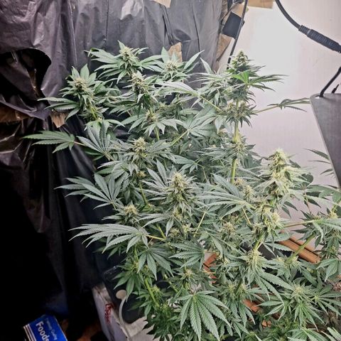  black  magic with unknown strains  growlog timeline photo