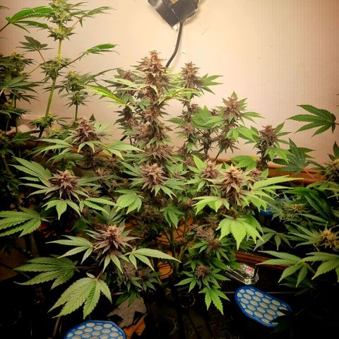  black  magic with unknown strains  growlog timeline photo