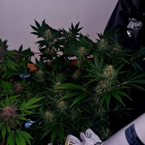  black  magic with unknown strains  growlog timeline photo