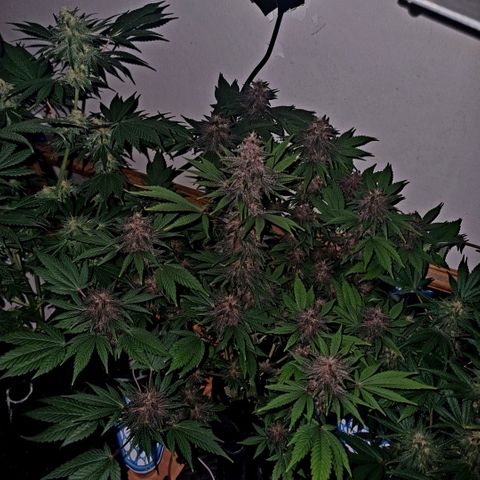  black  magic with unknown strains  growlog timeline photo