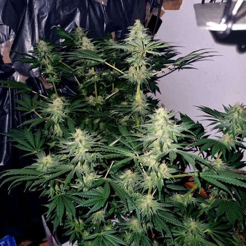  black  magic with unknown strains  growlog timeline photo