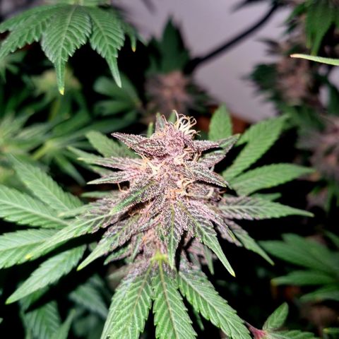  black  magic with unknown strains  growlog timeline photo