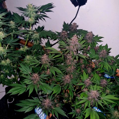  black  magic with unknown strains  growlog timeline photo