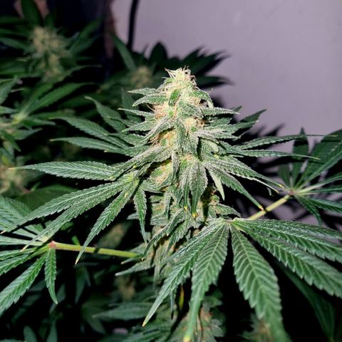  black  magic with unknown strains  growlog timeline photo