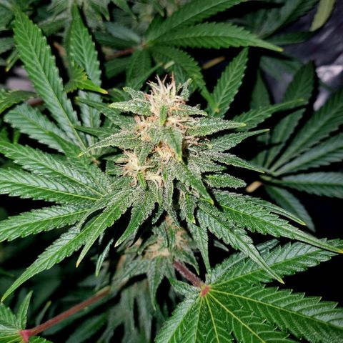  black  magic with unknown strains  growlog timeline photo