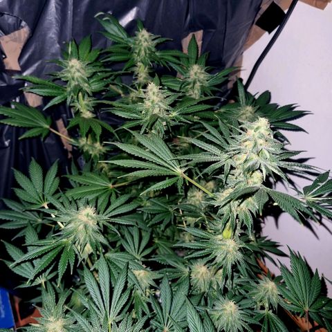  black  magic with unknown strains  growlog timeline photo