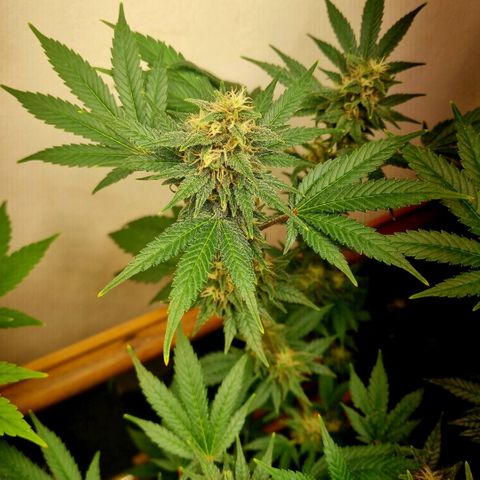  black  magic with unknown strains  growlog timeline photo