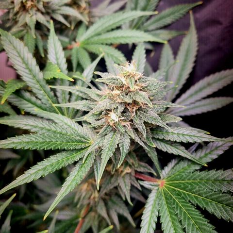  black  magic with unknown strains  growlog timeline photo