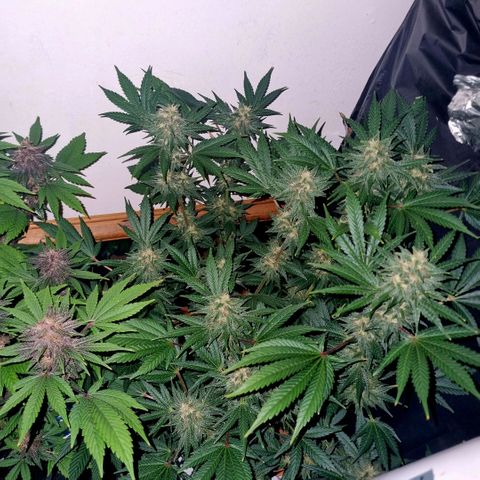  black  magic with unknown strains  growlog timeline photo