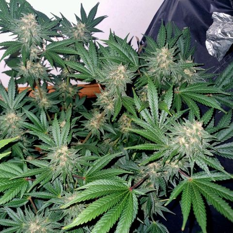  black  magic with unknown strains  growlog timeline photo
