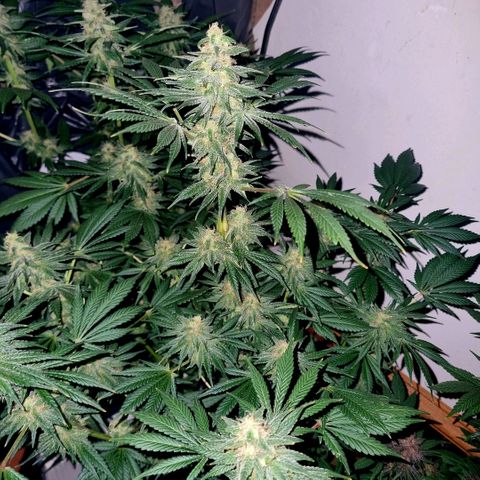  black  magic with unknown strains  growlog timeline photo