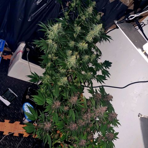  black  magic with unknown strains  growlog timeline photo