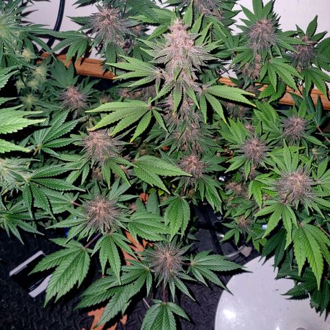  black  magic with unknown strains  growlog timeline photo