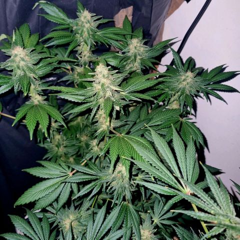  black  magic with unknown strains  growlog timeline photo