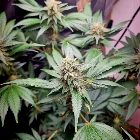  black  magic with unknown strains  growlog timeline photo