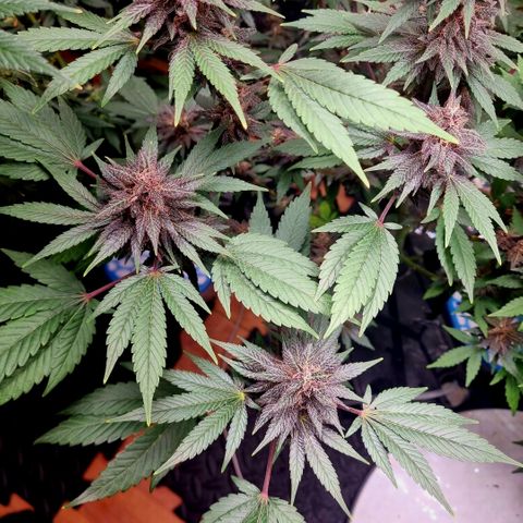  black  magic with unknown strains  growlog timeline photo
