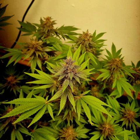 black  magic with unknown strains  growlog timeline photo