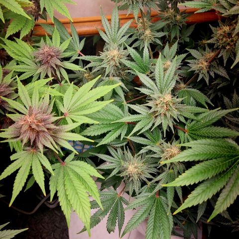  black  magic with unknown strains  growlog timeline photo