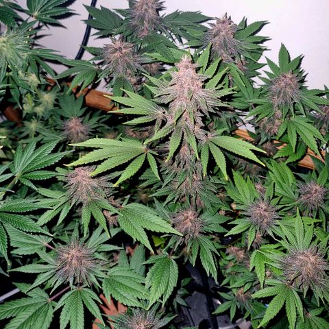  black  magic with unknown strains  growlog timeline photo