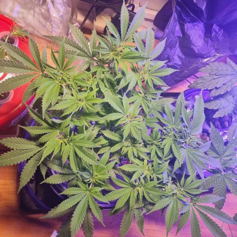 Biscotti  growlog timeline photo