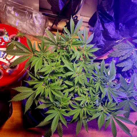 Biscotti  growlog timeline photo