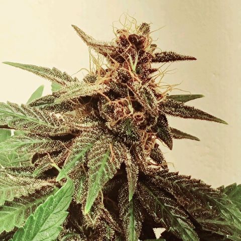  black  magic with unknown strains  growlog timeline photo