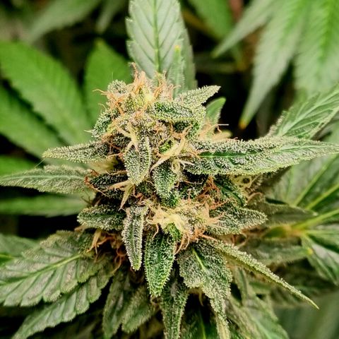  black  magic with unknown strains  growlog timeline photo