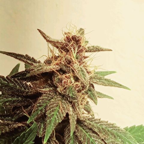  black  magic with unknown strains  growlog timeline photo