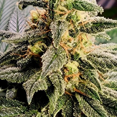 black  magic with unknown strains  growlog timeline photo