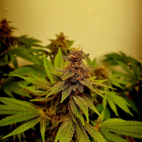  black  magic with unknown strains  growlog timeline photo