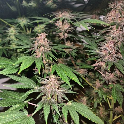  black  magic with unknown strains  growlog timeline photo