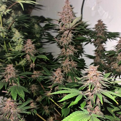  black  magic with unknown strains  growlog timeline photo
