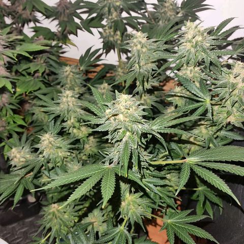  black  magic with unknown strains  growlog timeline photo