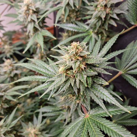  black  magic with unknown strains  growlog timeline photo