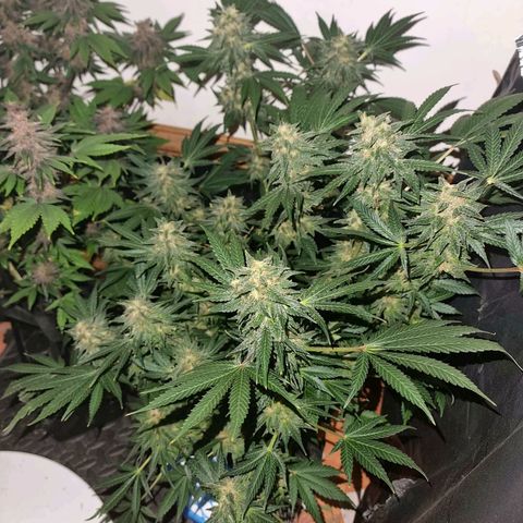  black  magic with unknown strains  growlog timeline photo