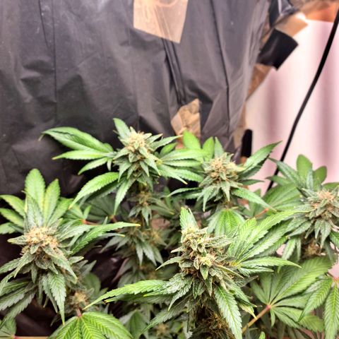  black  magic with unknown strains  growlog timeline photo