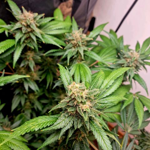  black  magic with unknown strains  growlog timeline photo