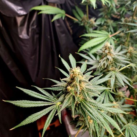  black  magic with unknown strains  growlog timeline photo