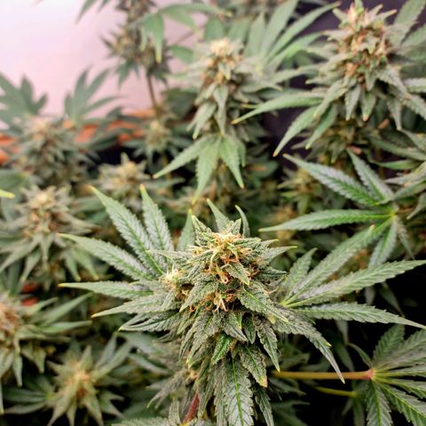  black  magic with unknown strains  growlog timeline photo