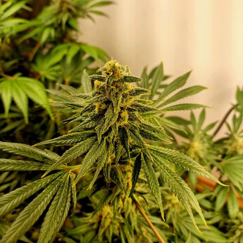  black  magic with unknown strains  growlog timeline photo