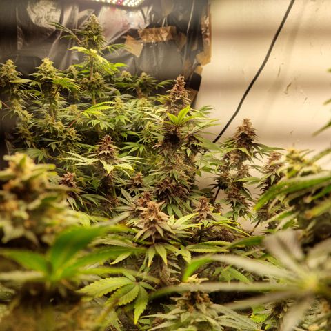  black  magic with unknown strains  growlog photo: Opened her up today just to get that light right down in their  and removed a few leafs not many